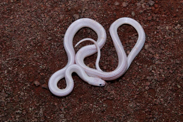 Dorsal View Albino Common Krait Bungarus Caeruleus Satara Maharashtra India — Stock Fotó