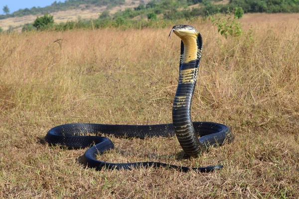 King Cobra Ophiophagus Hannah Venomous Snake Species Elapids Endemic Jungles — Stock Photo, Image
