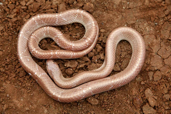 Részleges Albínó Közönséges Korona Bungarus Caeruleus Satara Maharashtra India — Stock Fotó