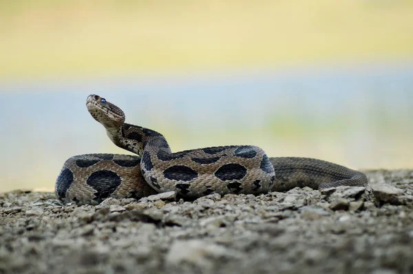 Russell Viper, Daboia russelii Satara, Maharashtra, Hindistan 'da 