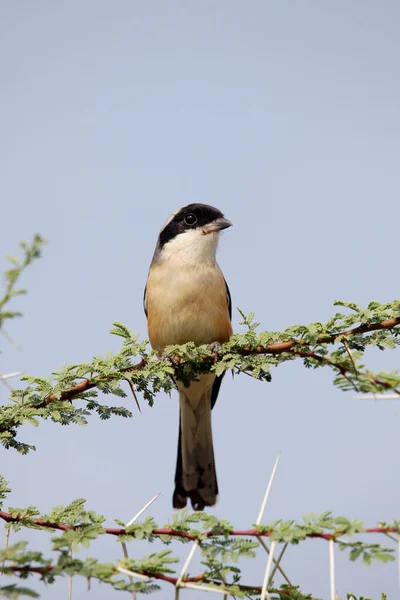 Shrike Con Respaldo Rojo Rama Lanius Collurio Satara Maharashtra India — Foto de Stock