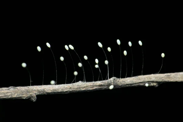 Eggs Lacewing Insect Each Eggs Perched Half Inch Hair Stalk — 图库照片