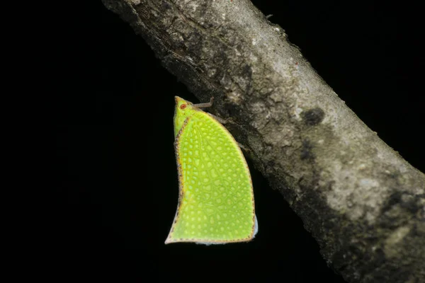 Fish Moth Hopper Siphanta Acuta Satara Maharashtra Ινδία — Φωτογραφία Αρχείου
