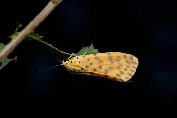 Leopard Ornate Moth Utetheisa Species Satara Maharashtra Índia — Fotografia de Stock