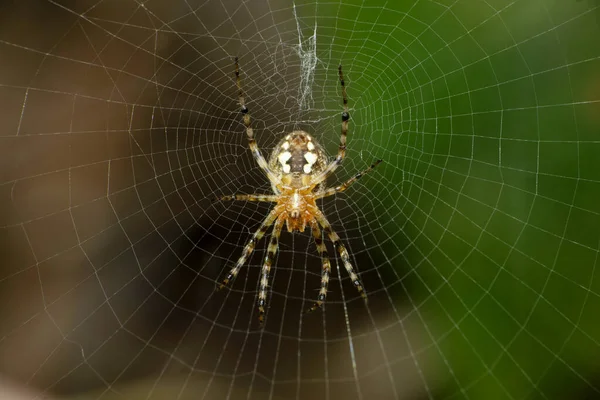Ventral Signature Spider Satara Maharashtra India — Stock Photo, Image