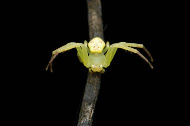 Sarı çim yengeci örümceği, Ozyptila türleri, Satara, Maharashtra, Hindistan