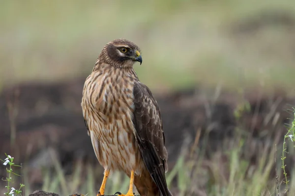 Female Pallid Harrier Circus Macrourus Satara Maharashtra India Nef — Stock Photo, Image