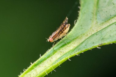 Fruit Fly, Drosophilidae, Pune, Maharashtra, Hindistan