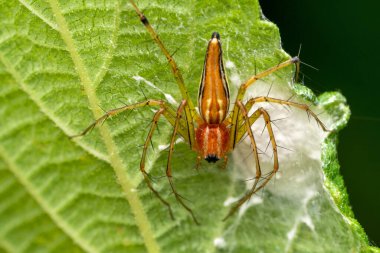 Lynx Spider, Oxyopes Pankajii, Satara, Maharashtra, Hindistan 'da anne bakımı