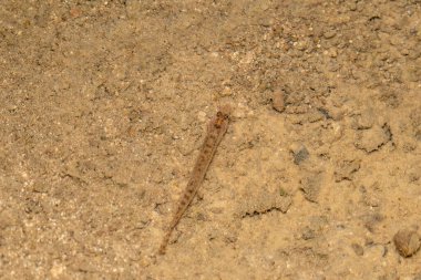 Loach balığı, Lephidocephalichthys thermalis, Satara, Maharashtra, Hindistan
