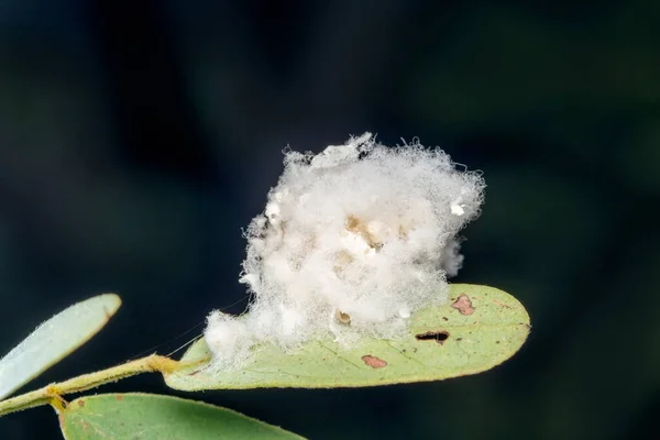 Ichneumon Parasitoid Wasp Eggs Satara Maharashtra India — 图库照片