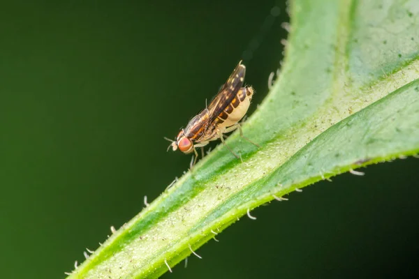 Boční Ovoce Mouchy Drosophilidae Pune Maharashtra Indie — Stock fotografie