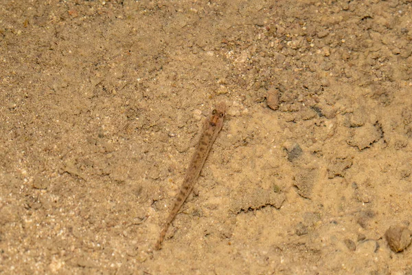 Loach Fish Lephidocephalichthys Thermalis Satara Maharashtra Inde — Photo