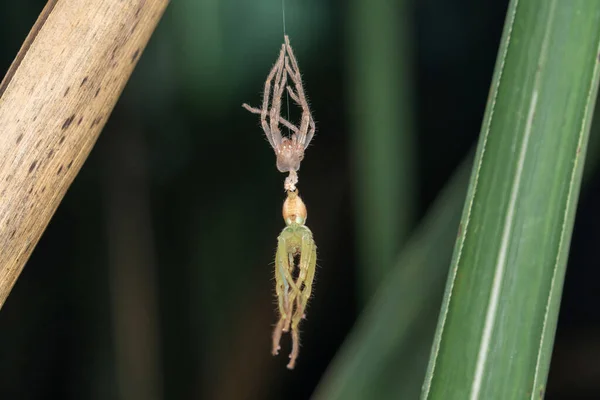 Moulting Green Huntsman Spider Moulting Olios Melleti Pune Maharashtra Índia — Fotografia de Stock