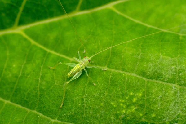 Meşe Çalı Kriketi, Meconema meridionale, Satara, Maharashtra, Hindistan