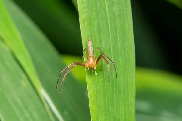 Seltene Krabbenspinne Monaeses Paradoxus Satara Maharashtra Indien — Stockfoto