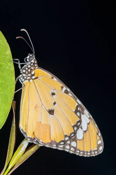 플레인 타이거 Danaus Chrysippus Nymphalidae Brush Footed Butterfly Satara Maharashtra — 스톡 사진