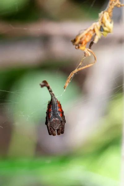 Skorpionschwanzspinne Arachnura Angura Satara Maharashtra Indien — Stockfoto
