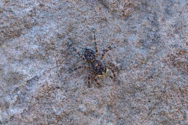 Araña Saltadora Rocas Menemerus Bonneti Satara Maharashtra India —  Fotos de Stock