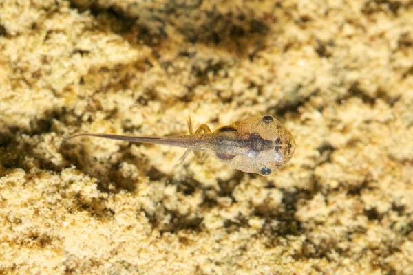 Έβδομο Instar Του Βατράχου Mycrohyla Ornata Tadpole Satara Maharashtra Ινδία — Φωτογραφία Αρχείου