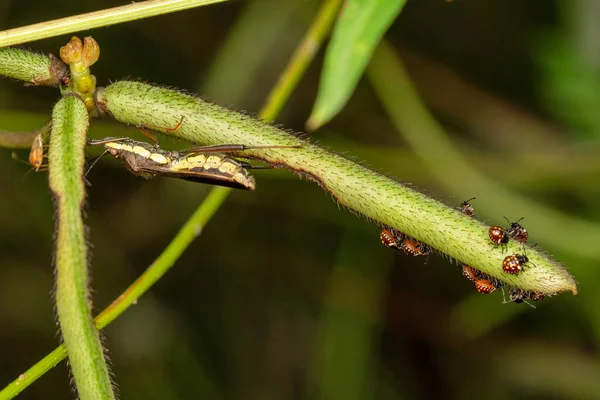 Rice Ear Bug Babies Leptocorisa Oratoria Satara Mahrashtra India — 图库照片