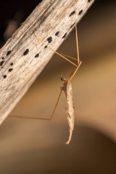 Hilo Patas Insectos Ploiaria Domestica Satara Maharashtra India —  Fotos de Stock