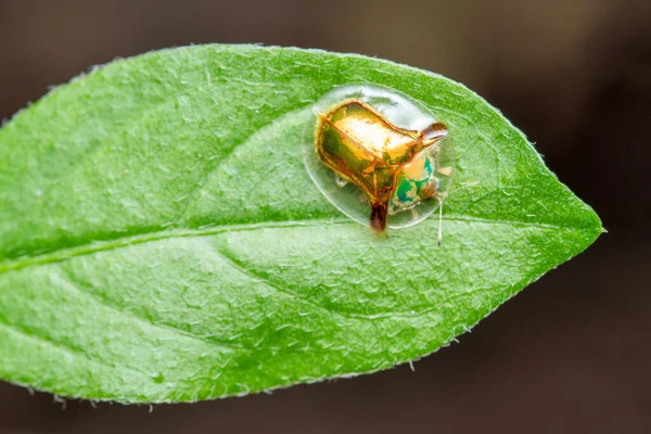 Bug Kura Kura Aspidimorpha Sanctaecrucis Famili Chrysomelidae — Stok Foto