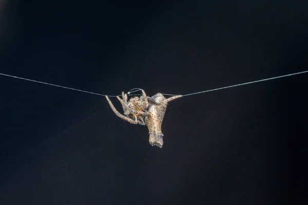 Twig Mimic Poltys Poltys Bombayensis Satara Maharashtra India — 图库照片