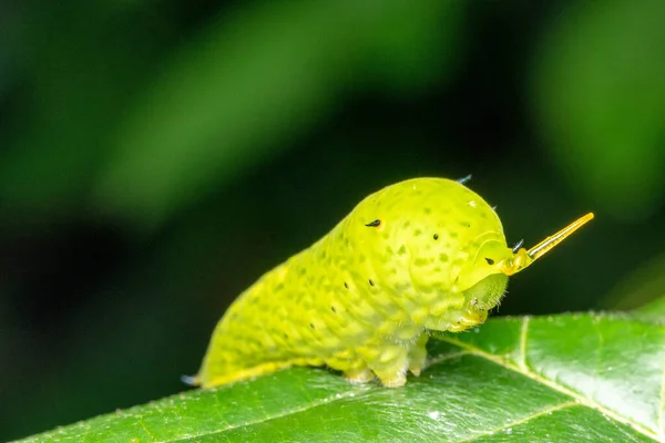 Sinal Alerta Borboleta Comum Gaio Graphium Doson Satara Maharashtra Índia — Fotografia de Stock