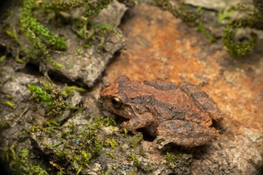 Hint çalısı kurbağası, Raorchestes johnceei batı ghatlarına özgü, Bamnoli Satara, Maharashtra, Hindistan