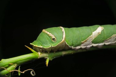 Ortak Mormon Kelebeği Tırtılları, Papilio politleri, Satara, Maharashtra, Hindistan