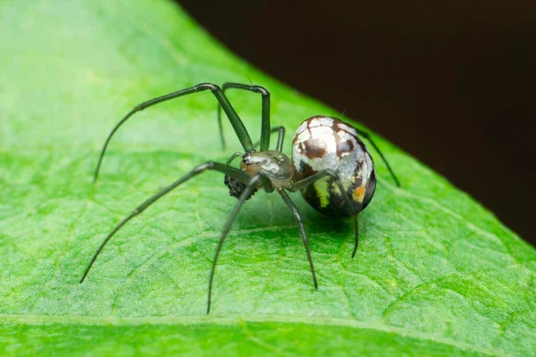 Lecauge Species Spider Genus Long Jawed Orb Weavers Satara Maharashtra —  Fotos de Stock