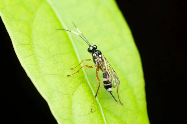 印度马哈拉施特拉邦Satara的寄生蜂种类 — 图库照片
