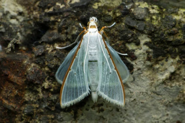 Palpita Vitrealis Common Name Jasmine Moth White Pearl Satara Maharashtra — Fotografia de Stock