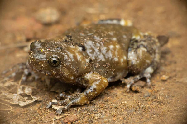 Ramanella Mormorata Also Known Indian Dot Frog Marbled Ramanella Species — Stock Photo, Image