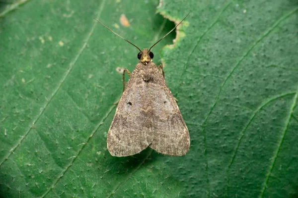 Hedvábná Můra Adelowalkeria Tristygma Moth Rodině Saturniidae Poprvé Popsal Travassos — Stock fotografie