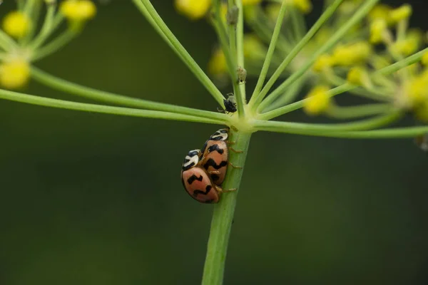 Mating Pair Lady Bird Beetles Coccinella Species Satara Maharashtra India — Fotografia de Stock