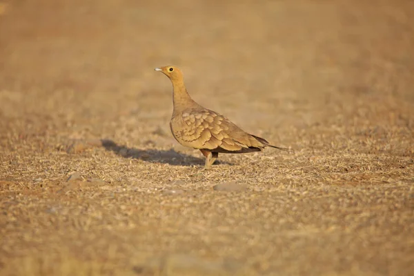 Kuyruklu Kum Tavuğu Pterocles Alchata Satara Maharashtra Hindistan — Stok fotoğraf