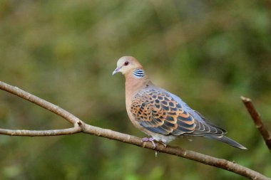 Oriental Turtle Dove yakın çekim, Streptopelia orientalis, Sattal, Uttarakhand, Hindistan
