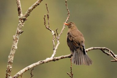 Dişi Gri Kanatlı Kara Kuş, Turdus Buolbuol, Sattal, Uttarakhand, Hindistan