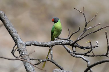 Slaty Head Muhabbet Kuşu, Psittacula himalayana, Jim Corbett Ulusal Parkı, Uttarakhand, Hindistan