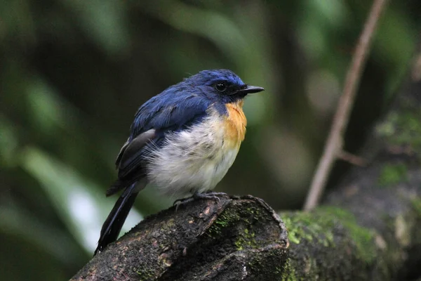 Tickell Blue Flycatcher Cyornis Tickelliae Kolhapur India — Foto de Stock