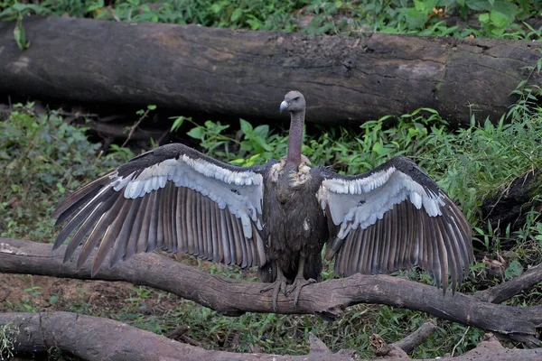 White Rumped Vulture Gyps Bengalensis Kabini Karnataka India — стокове фото
