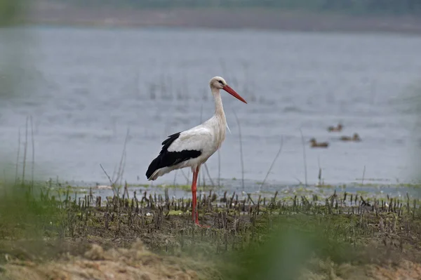 White Stork Ciconia Ciconia Pune Maharashtra India — Stock Photo, Image