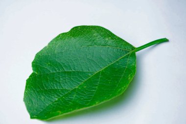 Yapıştırıcının Ayurvedic Yaprağı, Cordia ikilemi, Satara, Maharashtra, Hindistan 
