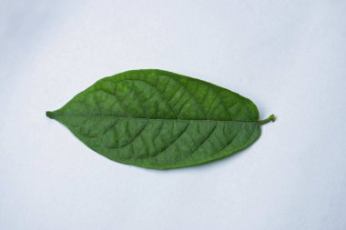 Yaprak Catharanthus Ovalis, bitki bunlardan yaklaşık 130 tane üretir, Vinblastine ve Vincristine dahil, Satara, Maharashtra, Hindistan 'da kanser tedavisinde kullanılan iki ilaç. 