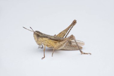 Beyaz arka planda gri çekirge, Satara, Maharashtra, Hindistan