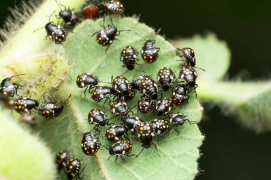 Yumurtadan yeni çıkmış böcek türleri, Satara, Maharashtra, Hindistan