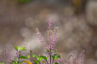 Kutsal fesleğen çiçeği, Ocimum tenuiflorum, Satara, Maharashtra, Hindistan