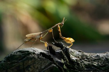 Hindistan gezgin voilin peygamber devesi, Gongylus gongylodes, Satara, Maharashtra, Hindistan 
